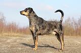 CATAHOULA 037